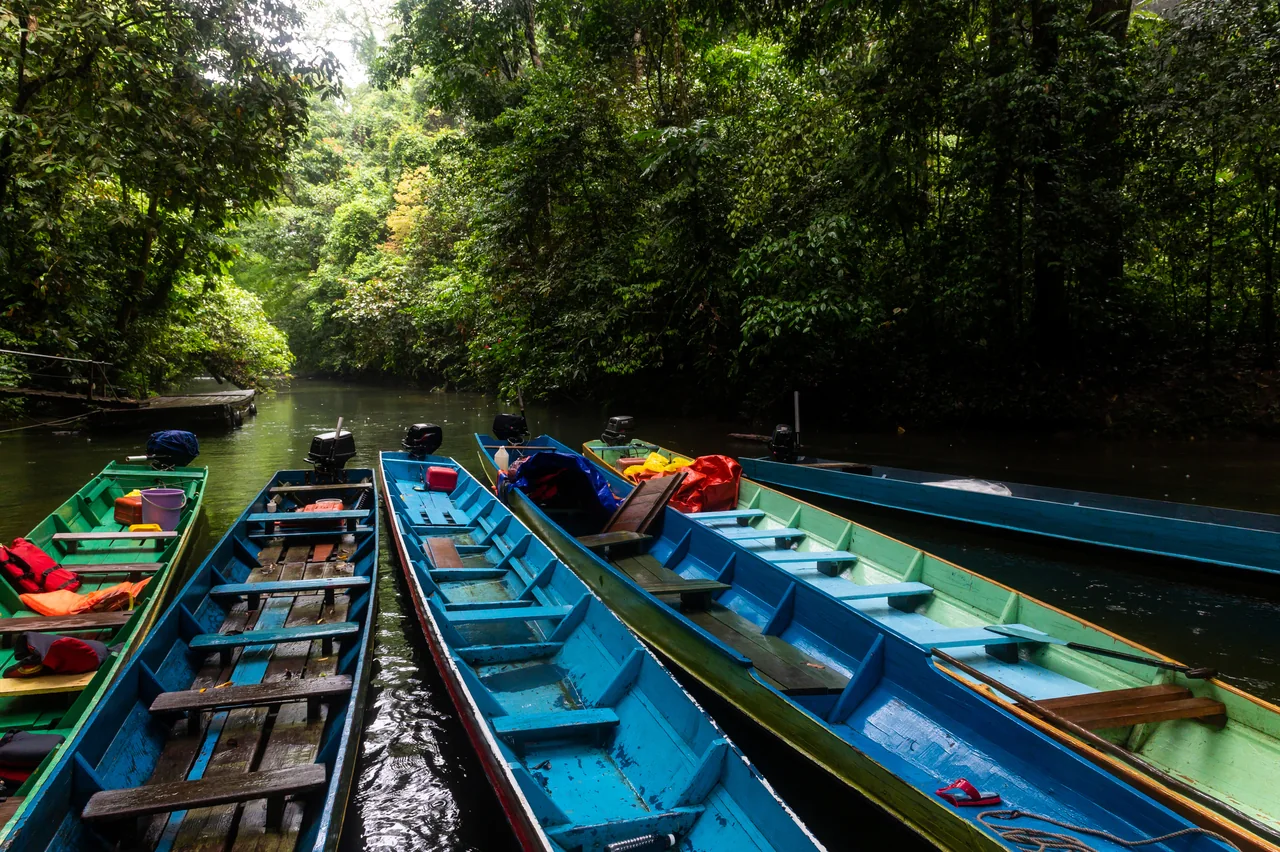 Colourful longboats beside a rainforest river