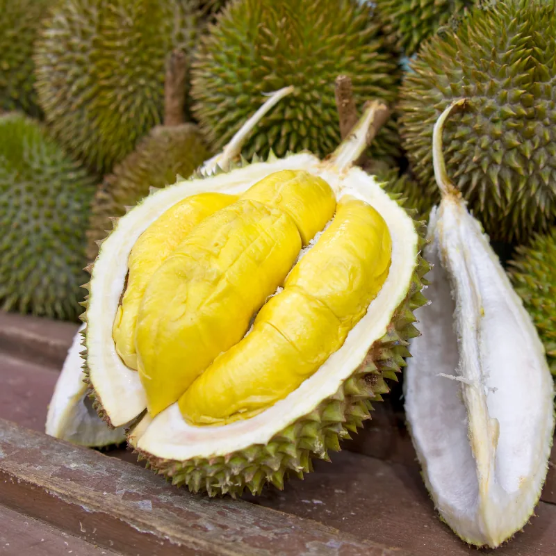 Freshly opened durian with golden flesh