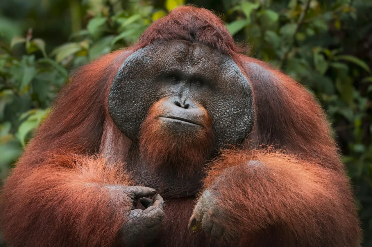 An orangutan among the rainforest greenery