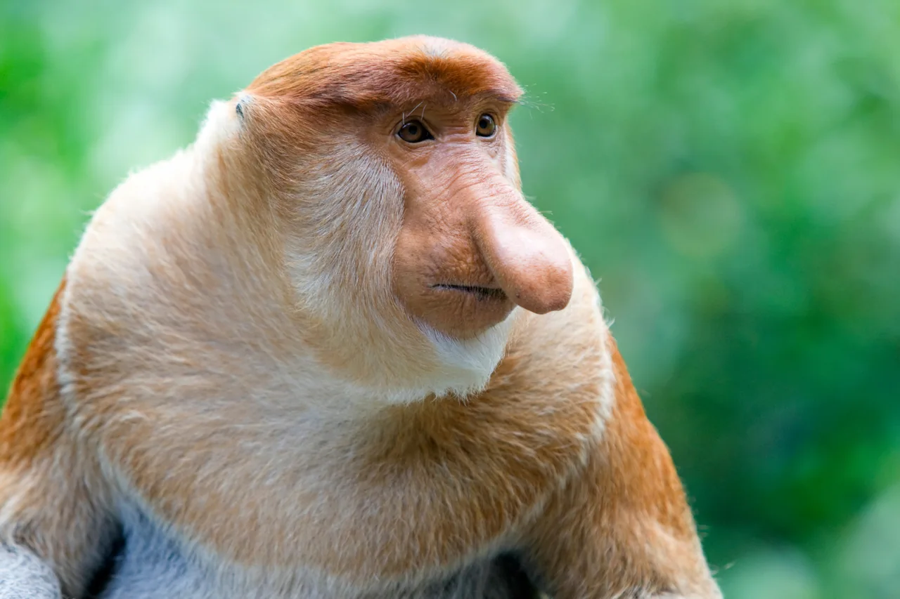 A close view of a proboscis monkey