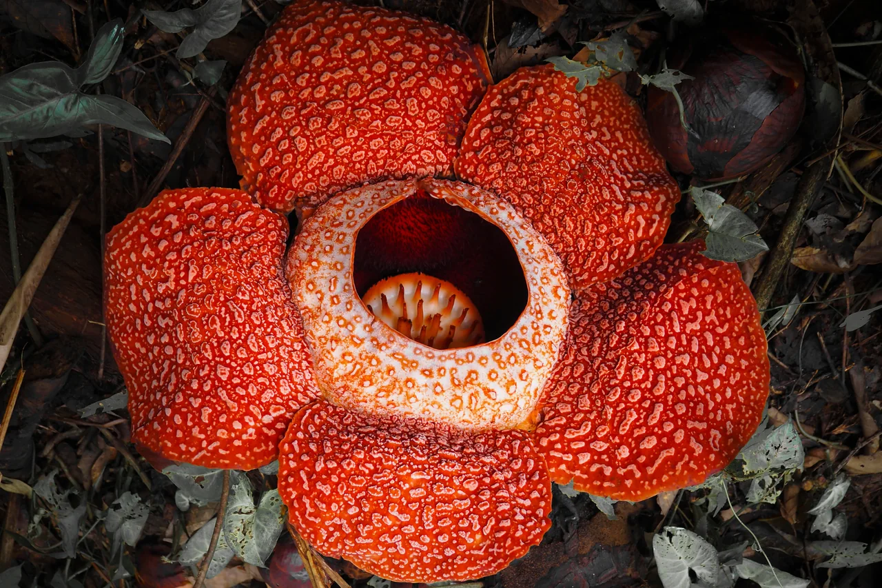 A red rafflesia flower on the forest floor